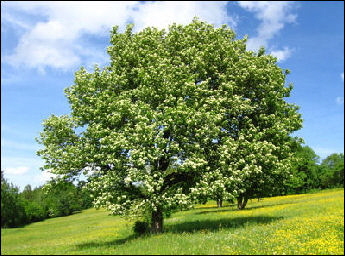 bonstapel-borkenkaefer-baum-elsbeere3